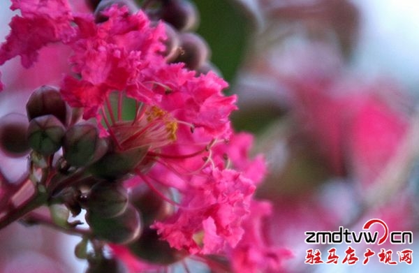 七八月份，市花玫紅紫薇將紅遍開源大道