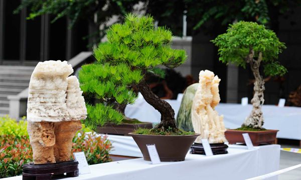 根雕、奇石、盆景展亮相2015“農(nóng)洽會”