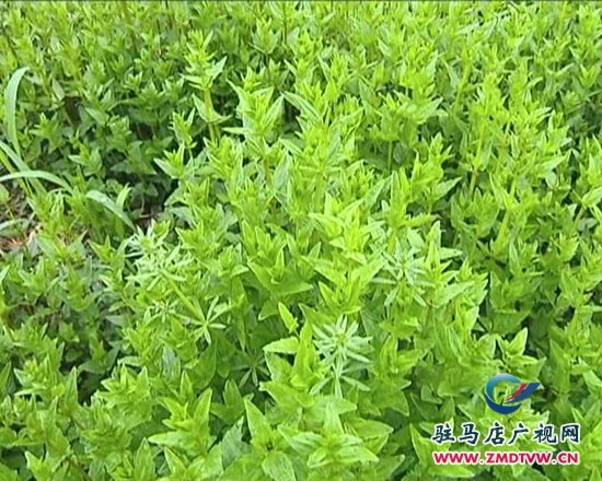 西平縣惠農(nóng)源種植專(zhuān)業(yè)合作社揭牌