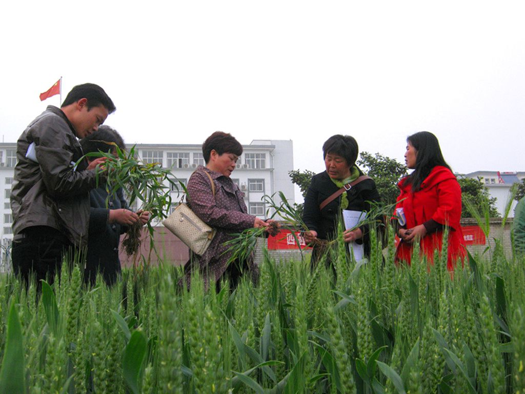 正陽(yáng)：農(nóng)業(yè)專(zhuān)家現(xiàn)場(chǎng)為麥田中后期管理支招