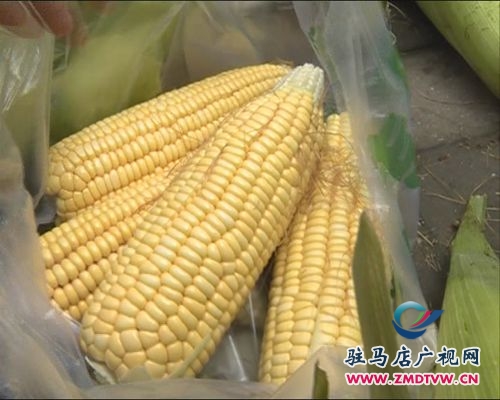 玉米2.jpg