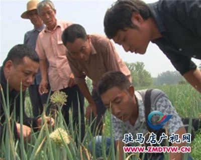 菜農(nóng)遇到麻煩事  合作社來幫忙