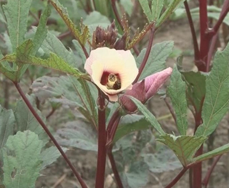 “植物黃金”秋葵喜獲豐收