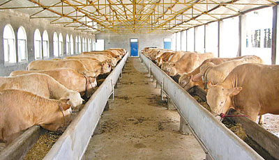 泌陽：加大財(cái)政資金投入 扶持夏南牛產(chǎn)業(yè)發(fā)展