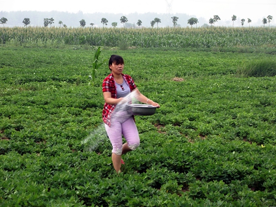 正陽(yáng)：雨后大田秋管忙