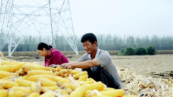 駐馬店市秋糧收獲已過半