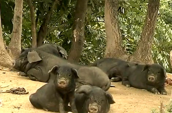 公司+農(nóng)戶 做大做強確山黑豬林下黑豬養(yǎng)殖