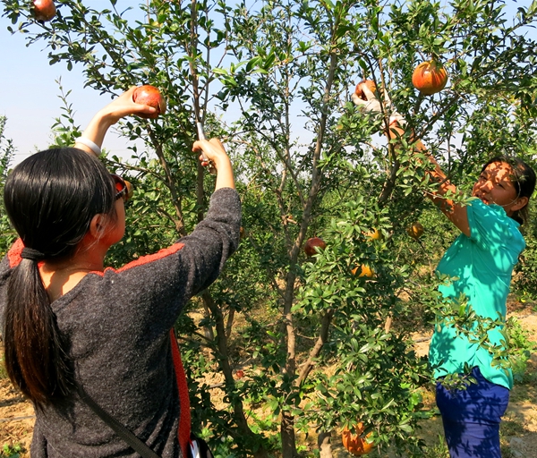 果樹認(rèn)養(yǎng)成駐馬店市民“新時(shí)尚”