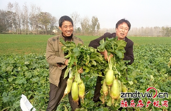 泌陽賒灣鎮(zhèn)大力發(fā)展“張灣蘿卜”促農(nóng)增收