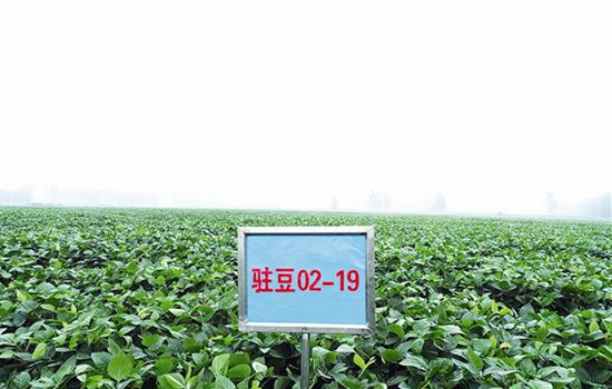 市農(nóng)科院選育的3個新品種通過河南省品種審定