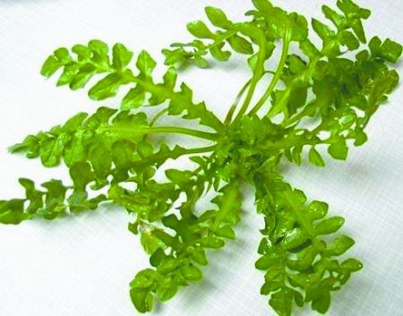 信譽(yù)訂單讓汝南薺菜漂洋過(guò)海遠(yuǎn)銷韓國(guó)