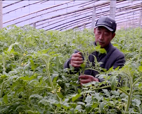 汝南縣反季節(jié)蔬菜豐收在即 菜農(nóng)搶抓時機忙管理