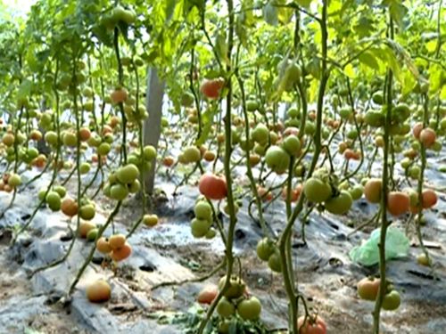 汝南縣溫棚蔬菜品牌實(shí)現(xiàn)蔬菜效益最大化