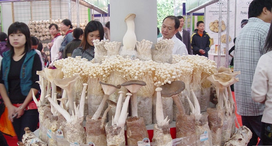 泌陽食用菌被批準(zhǔn)為國家級(jí)出口農(nóng)產(chǎn)品質(zhì)量安全示范區(qū)