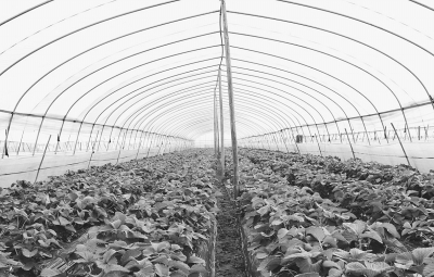 設(shè)施蔬菜低溫陰雪天氣應(yīng)對(duì)策略