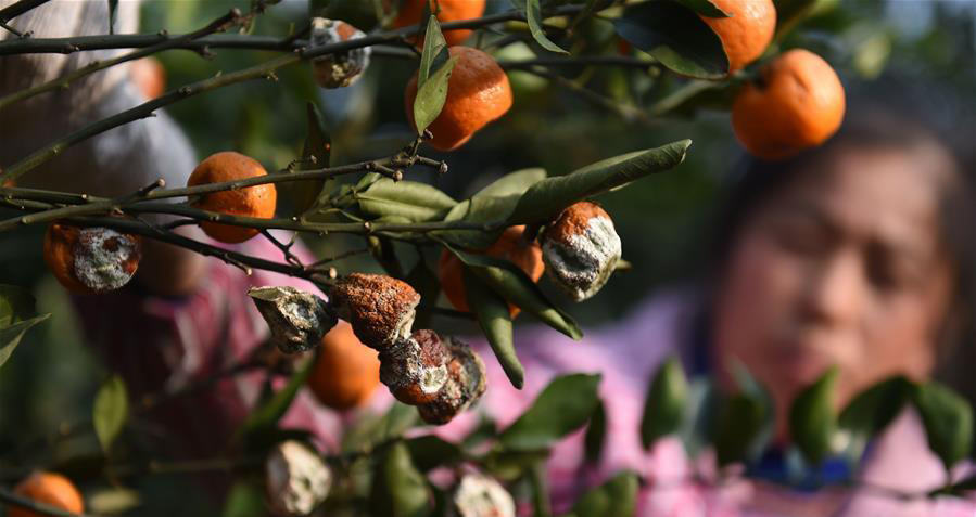 豐收了，上千萬(wàn)斤蜜橘卻爛在地里