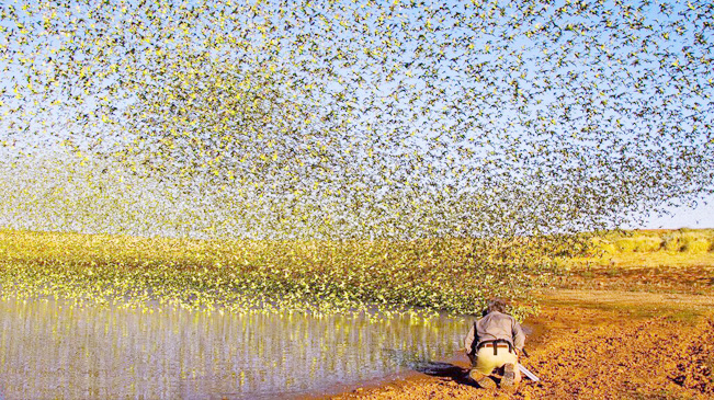 壯觀！澳洲數(shù)萬只鸚鵡聚集飲水遮天蔽日