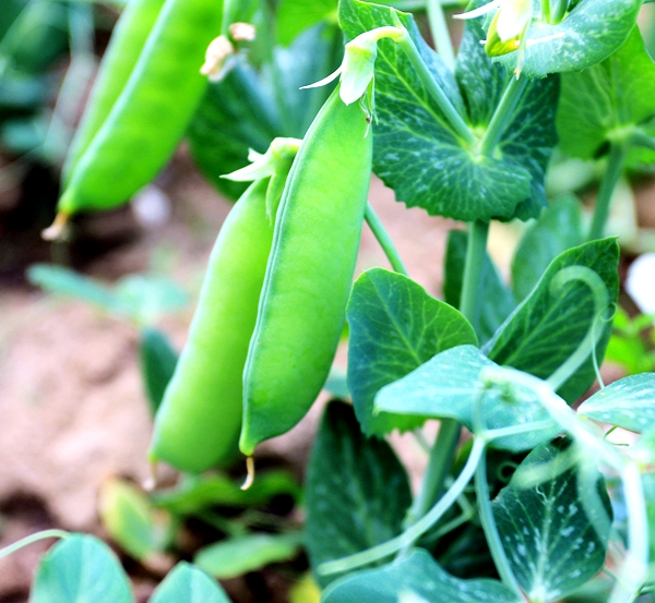 正陽(yáng)農(nóng)民種植碗豆巧掙錢