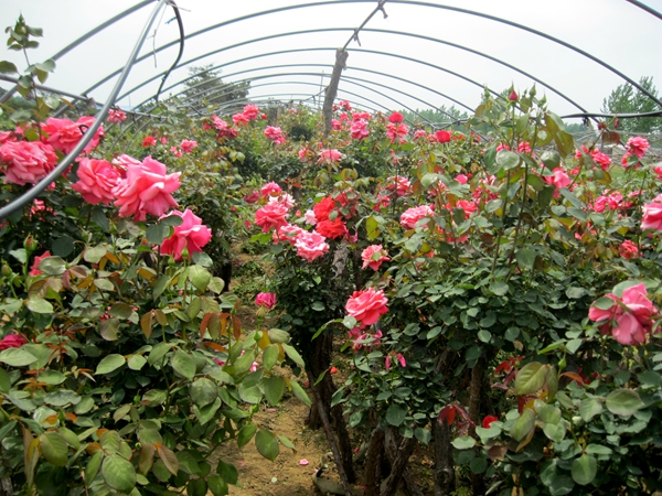 高邑鄉(xiāng)百畝月季含苞待放，五一迎來盛花期