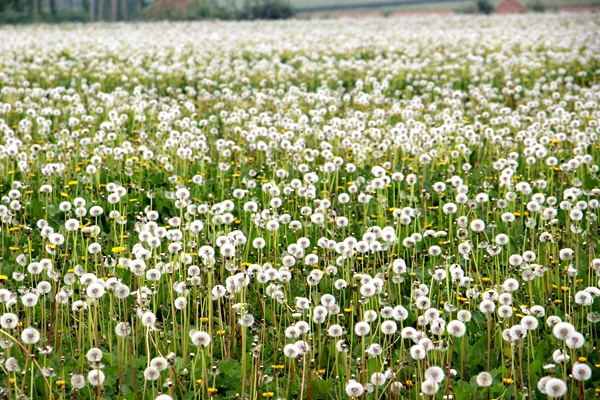上蔡：蒲公英特色種植 不光好看還賺錢(qián)
