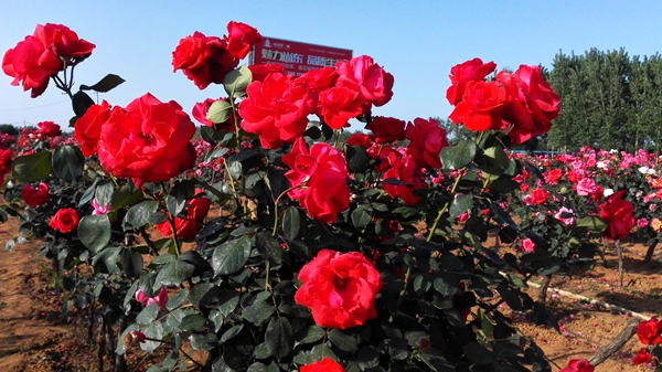 月季盛開(kāi)香滿園