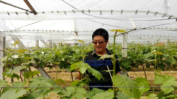 葡萄田間管理正當(dāng)時(shí)