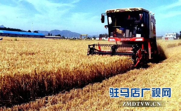 暴雨又要來襲 小麥搶收是關鍵