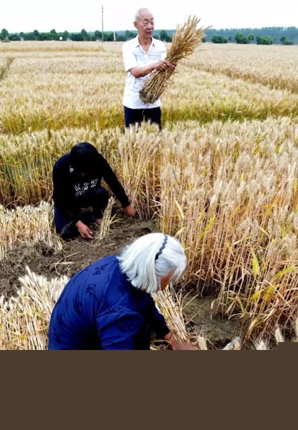 暴雨又要來襲 小麥搶收是關鍵