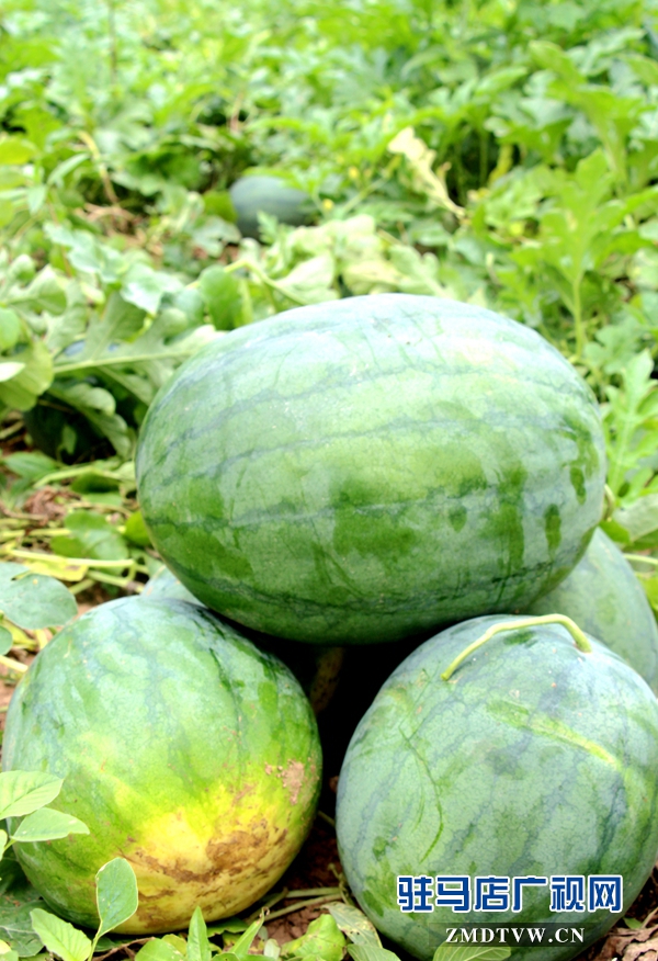 西瓜品相都不錯(cuò)，呼吁大家來(lái)采摘.JPG