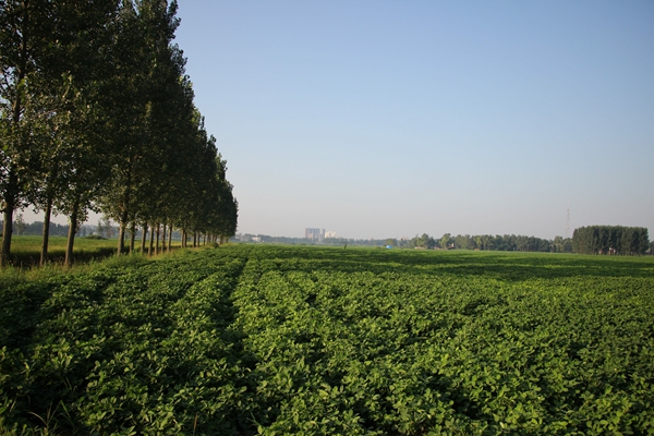 正陽縣120萬畝起壟花生長(zhǎng)勢(shì)喜人