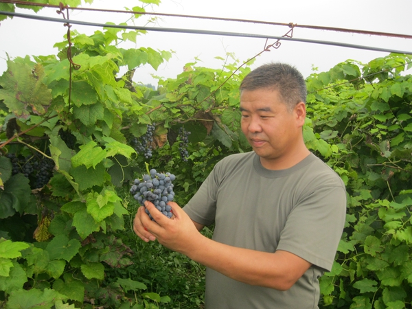 泌陽致富新項目：自釀野山葡萄酒