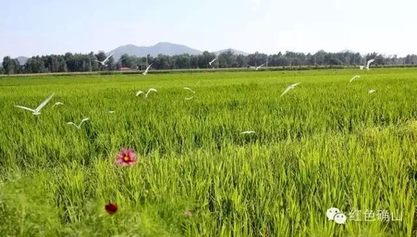 確山縣留莊鎮(zhèn)"一粒米"托起一個產(chǎn)業(yè)