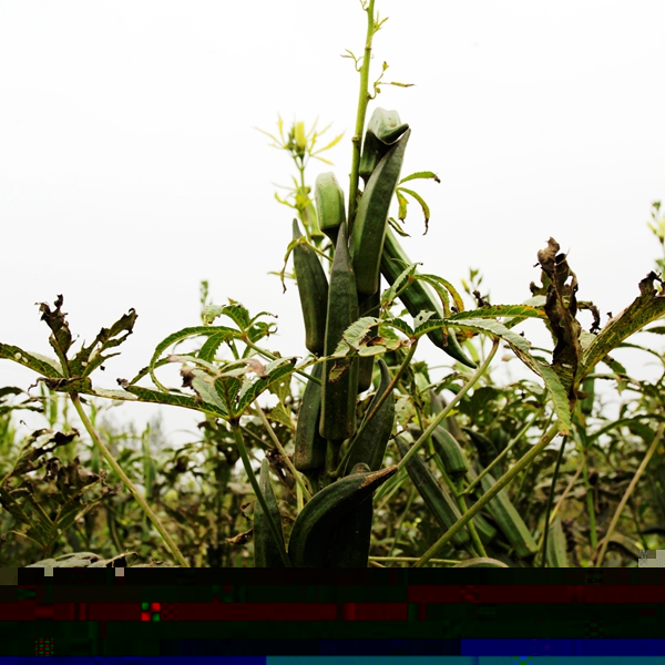 秋果累累話秋葵