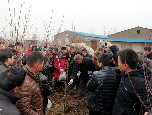 合作社請(qǐng)來(lái)專家教果農(nóng)冬管技術(shù)