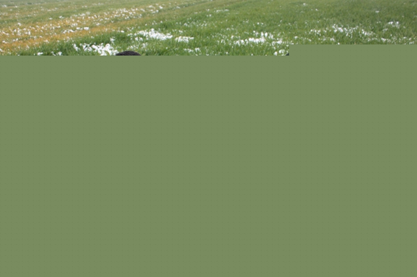 正陽：農氣技術人員開展雪后小麥墑情調查