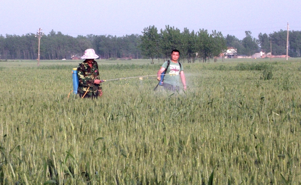 正陽掀起小麥條銹病防治高潮