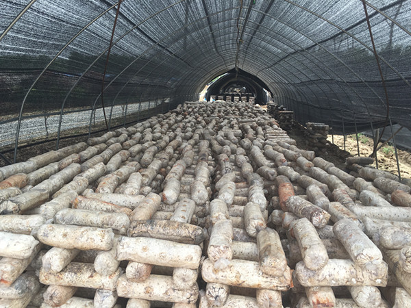 泌陽：實(shí)施產(chǎn)業(yè)扶貧 實(shí)現(xiàn)精準(zhǔn)脫貧