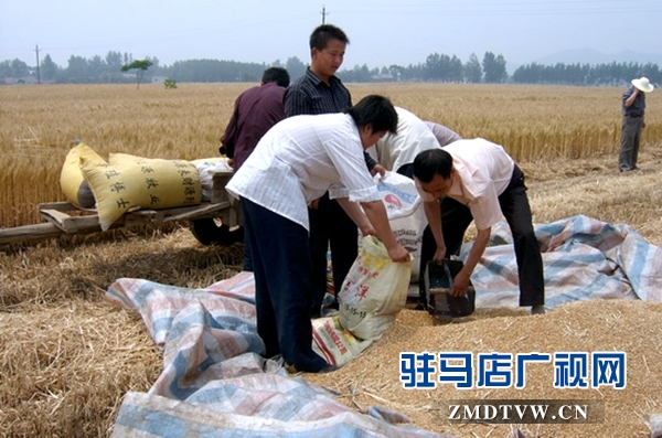 農(nóng)事重點工幫助困難計生家庭收麥（圖）.jpg