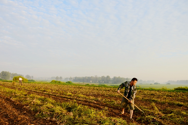 “中國花生之都”花生收獲忙