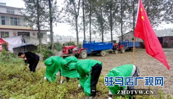 圖為9月27日，正陽縣郵政分公司黨員志愿者正在冒雨幫助汪莊村的貧困戶拔花生 (1)_副本.jpg
