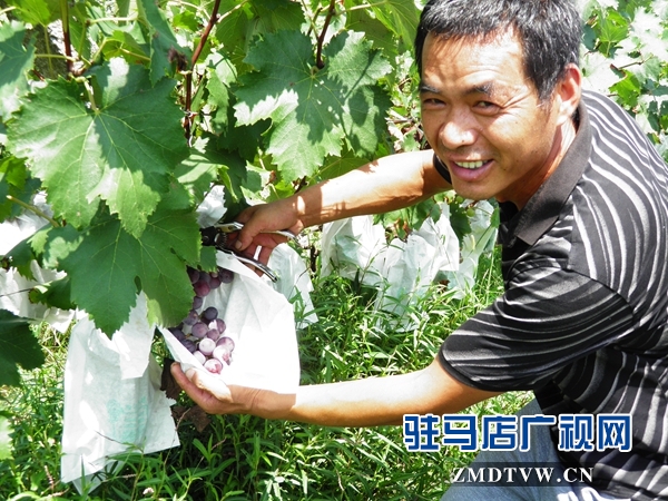 廣明合作社百畝葡萄園長勢喜人.JPG