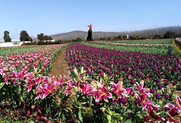 嵖岈山溫泉小鎮(zhèn)郁金香園正式開(kāi)門(mén)迎客 活動(dòng)持續(xù)到4月28日