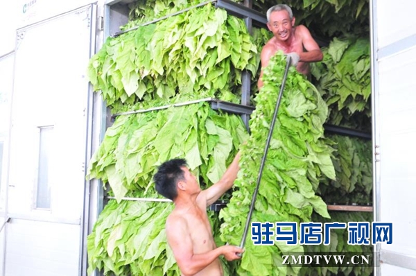 泌陽(yáng)縣郭集鎮(zhèn)烤煙工作如火如荼