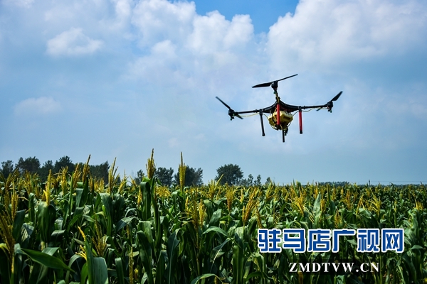 正陽縣永興鎮(zhèn)：貧困戶免費用上無人機打藥啦
