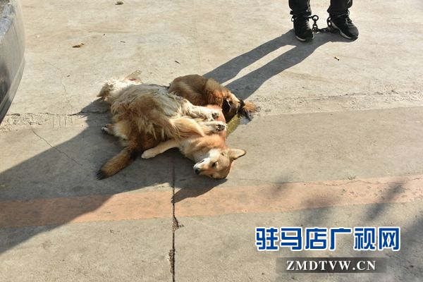 狗肉湯鍋店老板夫婦白天賣狗肉，晚上用弩和毒鏢盜狗