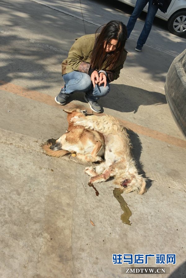 狗肉湯鍋店老板夫婦白天賣狗肉，晚上用弩和毒鏢盜狗