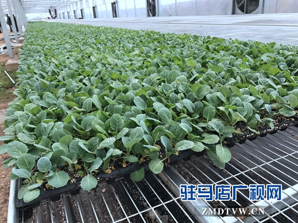 駐馬店市蔬菜種苗新技術培訓觀摩及蔬菜產業(yè)發(fā)展研討會召開