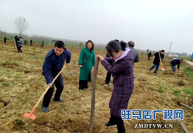 干群奮力添新綠 成片造林六百畝