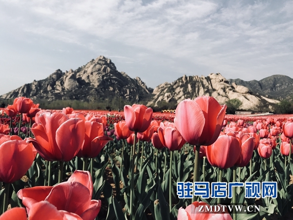 FM102.4陽光調頻車友會 春風十里悅動嵖岈