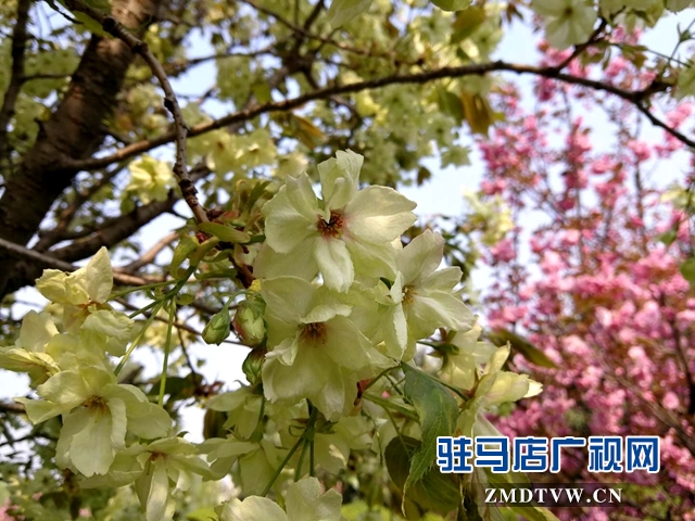 奇了！駐馬店開源大道東段一株櫻花樹開出三色花